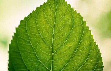 В бричке сидел господин, не красавец, но и не дурной наружности